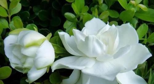  「植物」养了花，怎么延长花期？