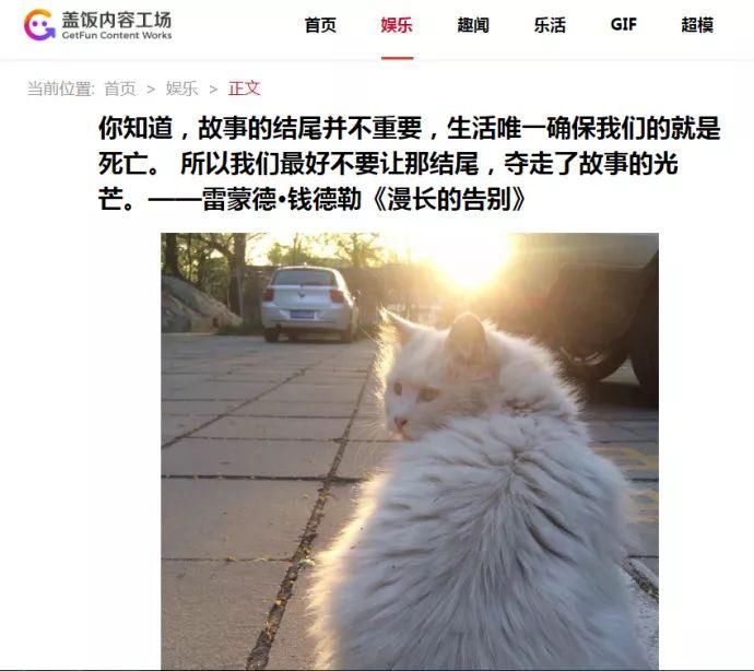 一周不正经文艺小报|如果你养了猫，赚钱之前记得查查弓形虫