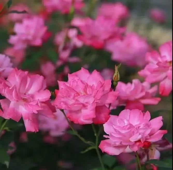  【究竟】被中国70多个城市选为市花的月季，究竟有怎样的魅力？