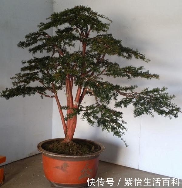 「行冲施」生根剂也别乱用,潜在危害很少人知道