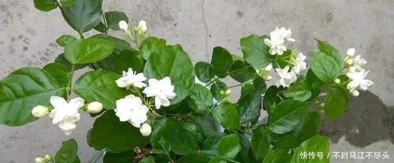 「早日」如何扦插花草能早日生根发芽?自制2种生根水,经济实用效果