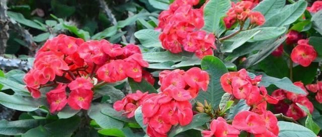  『碰到』家里有宝宝之后，这两种花想都不要想，不然哭都没眼泪