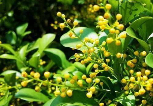 花苞:家养“米兰花”,做好三个前奏,枝繁叶茂,开花数量多