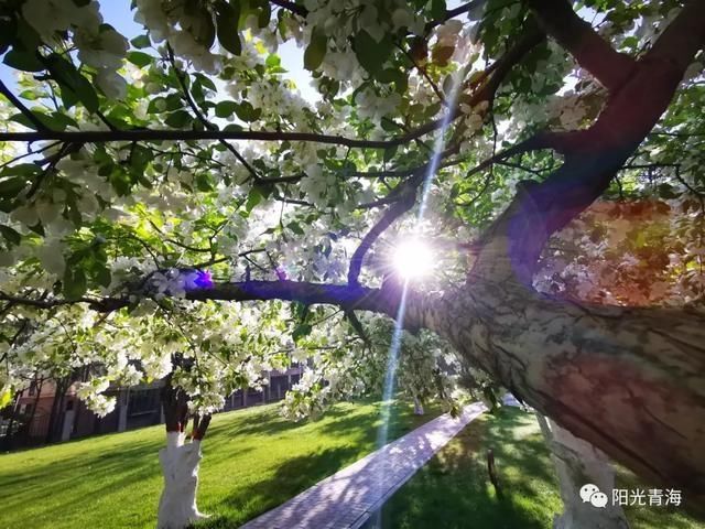  『太美』太美了！西宁这个公园花开胜雪
