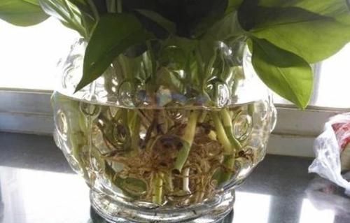  「枝条」水培繁殖绿萝怎么做？按照2步简单操作，养1周根须就能抱成团