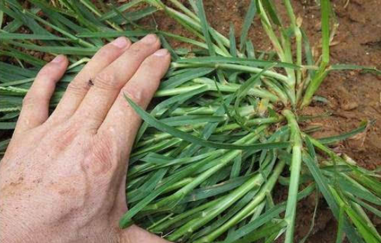  【良药】农村有一种奇草，是一种良药，治疗老人的风湿有奇效