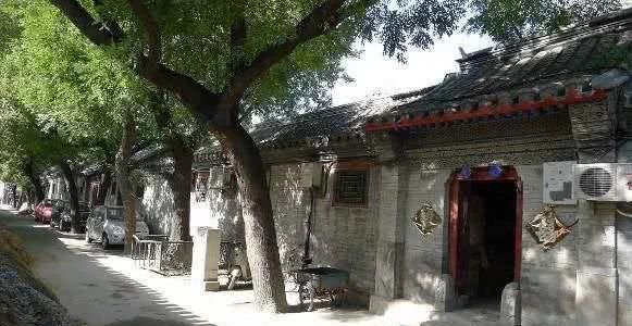  槐树@北京人的生活，一年四季都离不开树！