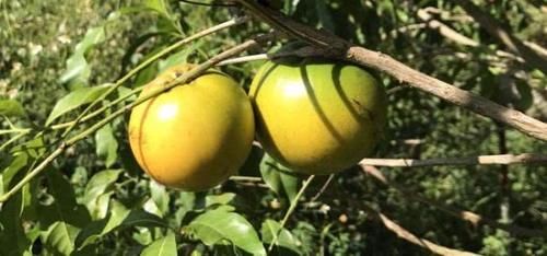  果实：这果实长得像黄金，5个就卖100元，农民：不想种植