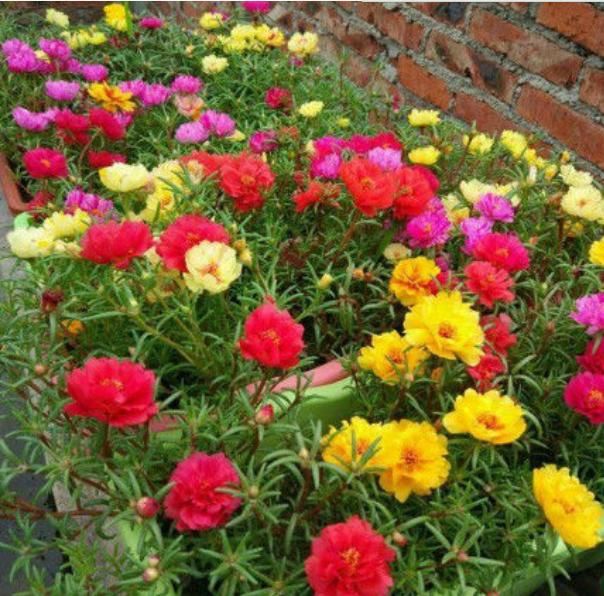  「家里」“3种花”养家里，给点阳光就灿烂，花期超长，给你一片花海！