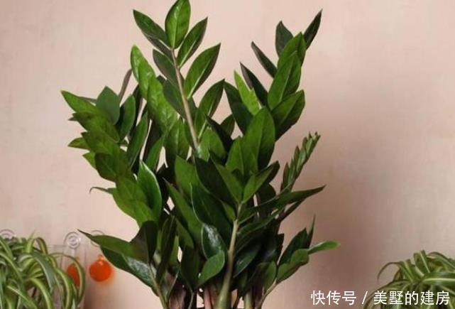 富贵|这4种花可以养出“富贵命”,寓意平平安安,聪明的家长都在养!