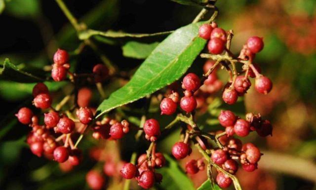 农村山上一种“小葡萄”，120元一斤价值珍贵，农民开始大量种