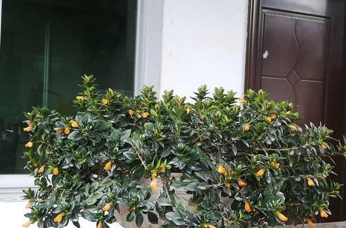  【对光照的需求】11种耐阴花，光不好也能嗖嗖长，开出2米大花墙！