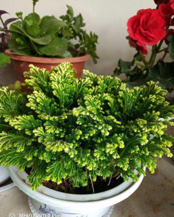  「植物」这花号称“死不了”，干透浇点水，叶子绿油油