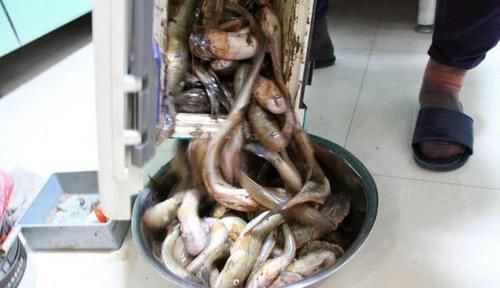  「钓友」沿海钓友的“入门鱼”吃食大胆，索饵凶狠，有一股蛮劲