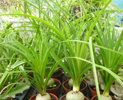  『花草』这些花草最好养，耐寒耐热易开花，打理简单开花漂亮