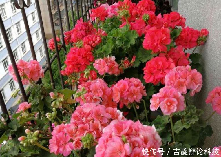『满盆』3种花,堪称“开花机器”,随便一养开满盆,芳香满阳台!