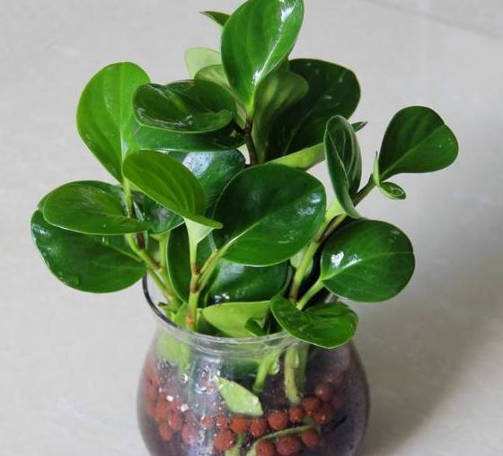 新宠|家居新宠豆瓣绿养护“小技巧”,家里养一盆,枝叶浓密又碧绿