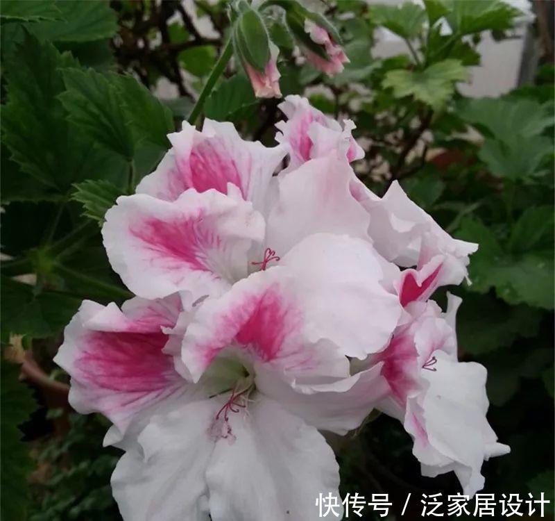  每种■110种天竺葵，每种都超美，看看你认识多少种？