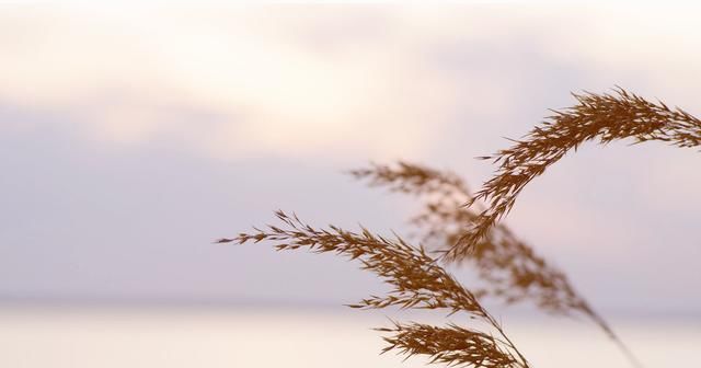 诗歌：与你擦肩而过