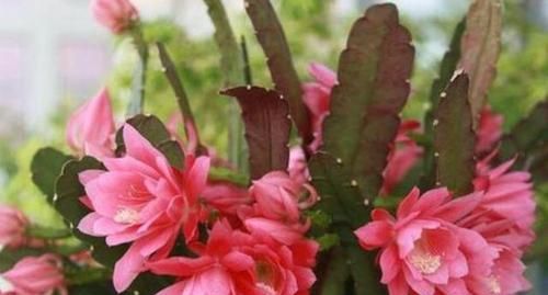  #朵花#不会养令箭荷花，小花匠教你“方法”，一次开上百朵花，年年不断
