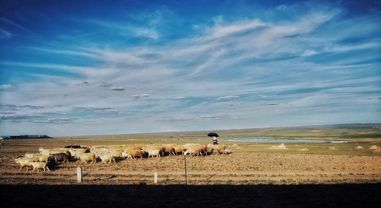 国内最难买的火车票，票价高达6509元比飞机还贵，竟还一票难求？