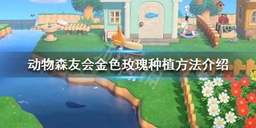  「森友」《集合啦动物森友会》金色玫瑰怎么种 金色玫瑰种植方法介绍