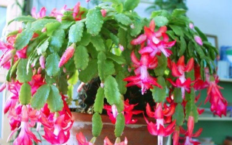  『蟹爪兰』3种花自带“财运”,好养易活不招虫,养在哪里都爆盆,好运到来