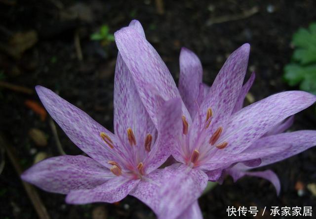  [养花]喜欢养花，就选择此3种，开花好看颜色鲜艳，谁见谁喜欢