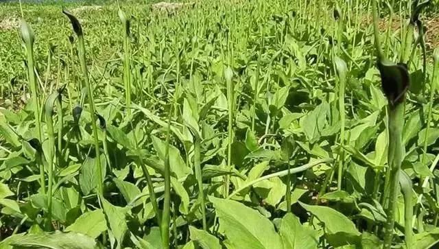  [玉米]农民不种玉米种它，虽产量远远不及玉米，但收益却是种玉