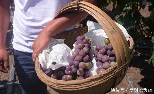  「亩葡萄」城里生意难做，农村人回老家种葡萄，当初信心满满，