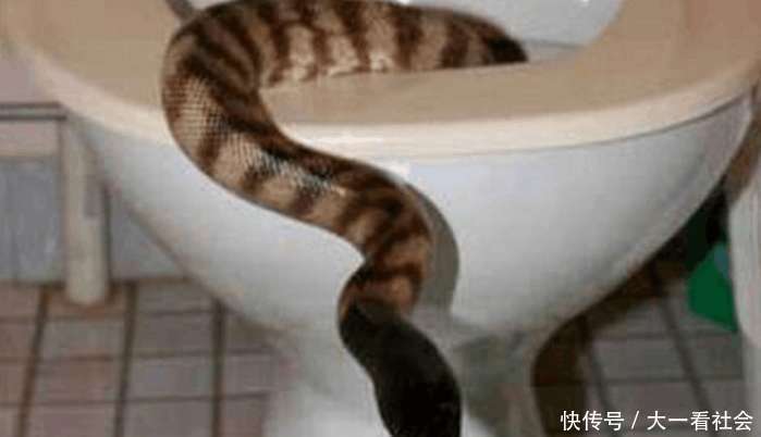 有种说法蛇进家不能打死, 传言是真是假, 真相让你吃惊