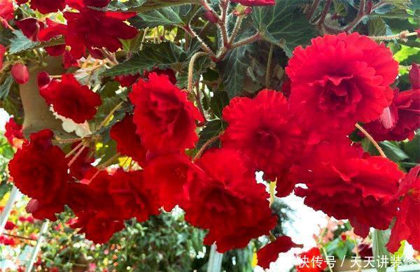  「漂亮」花卉中的“另类”，一蒂两花、一雌一雄，既像牡丹又像茶花
