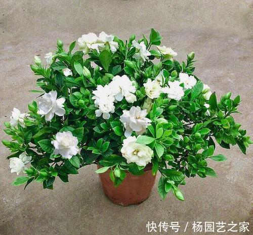 『发干』栀子花叶子发干是怎么回事,该怎么处理?