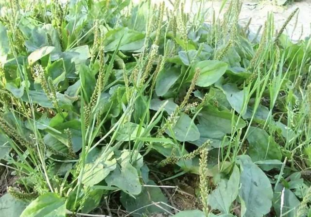 「看起来就」在田野、河边,若是遇到1种“牛耳朵草”,挖回家种植,珍贵!