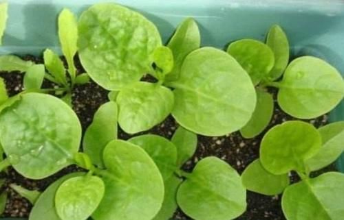 『呼呼』阳台种上“5种菜”,撒点种子就能呼呼长,吃了一茬又一茬!