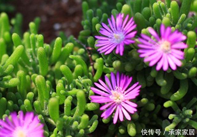 【枝干】叶子像可爱的兔耳,开花如雏菊般清新的枝干番杏,合理配土很重要