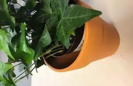  『家里』盆栽常青藤养在家里特容易叶黄，枝条不断干枯，做好两点可解决