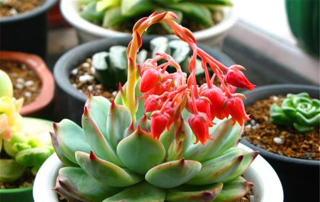 【白花韧锦】有8种多肉“开花不用剪”,只要肥水跟上来,一绽放比啥花都美