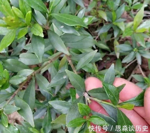 『发财树』10米长的绿萝,阳台放不下了,看看他是怎么养的吧