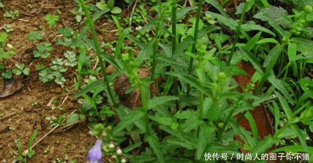  「药用价值」野外这种植物叫“半枝莲”农民曾把它当害草，如今