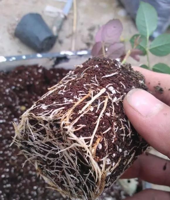 #扦插#月季花的繁殖讲解,一个矿泉水瓶,剪段枝条,倒点水就能繁殖成功