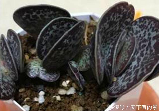  「天章」3种景天科天章属的多肉，个个美的奇特，萌态可掬