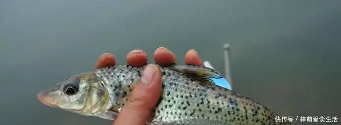  钓友■活了近10年！长江钓起巨型船钉子，钓友从来没见过这么大的