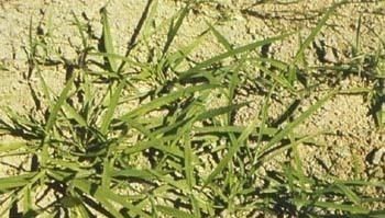  #种子#白芥子，别名辣菜子一年或二年生植物白芥 的干燥成熟种子。