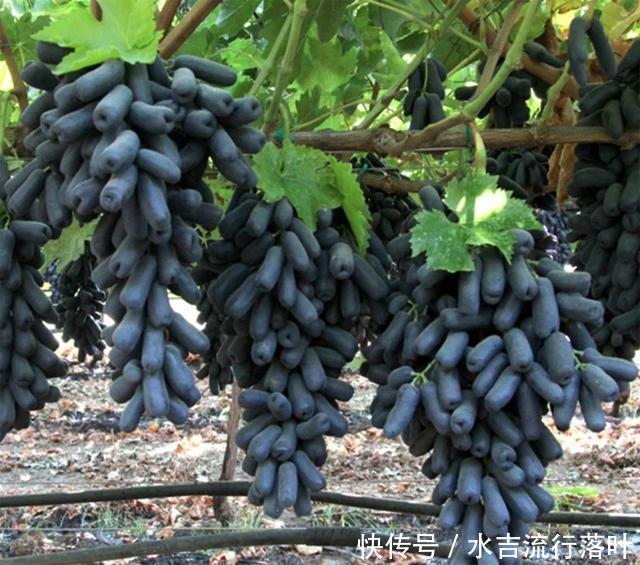 绿萝@此种葡萄,葡萄中的爱马仕,结果甜如蜜枣,好养似绿萝!