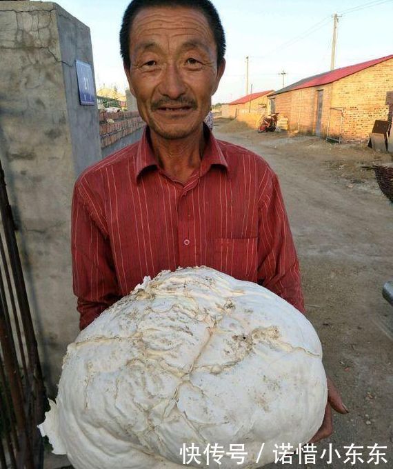 农村山上发现“白色大馒头”，拉一车到集市，50一斤高价被收走