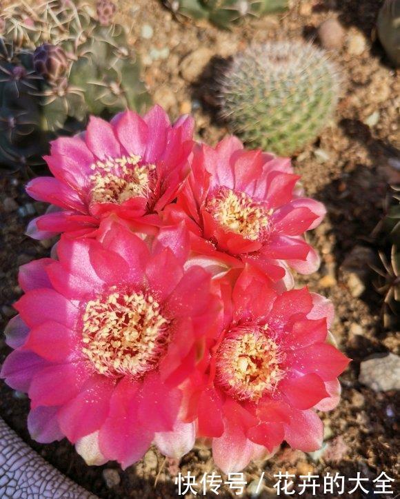 令箭荷花:阳台养这3种花,不浇水也能开,不怕晒不怕旱,开花惹人爱