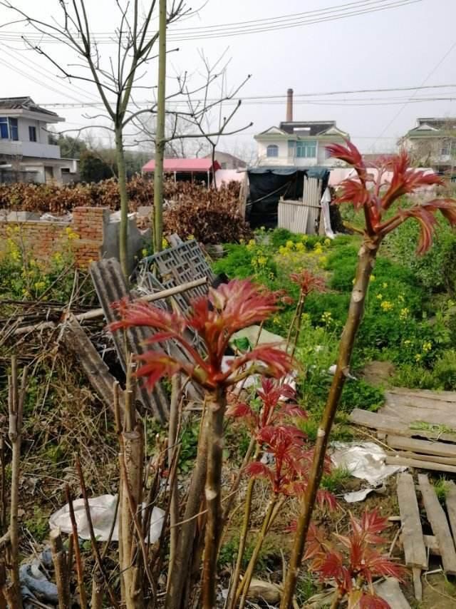  [香椿树]很多人爱吃香椿，可你知道它也能扦插吗？阳台花盆也能种
