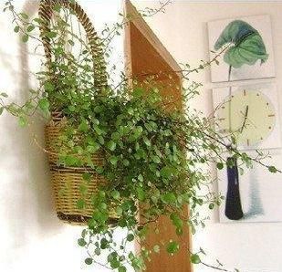  植物@客厅绿植摆放有讲究！两摆，一不摆，装潢华丽，格调提升