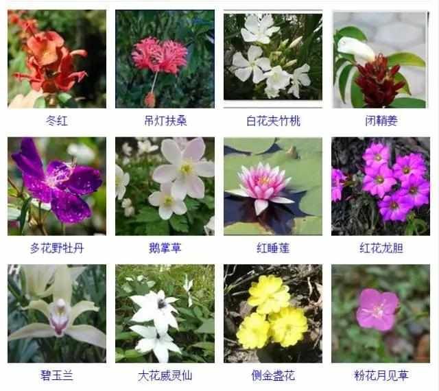  【品种】400种 · 观花植物品种大全，值得收藏